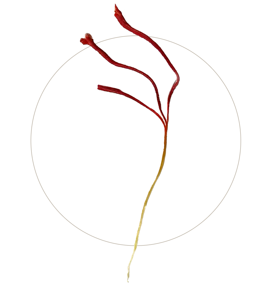 A single saffron thread with three red stigmas and a yellow style displayed on a plain white background.